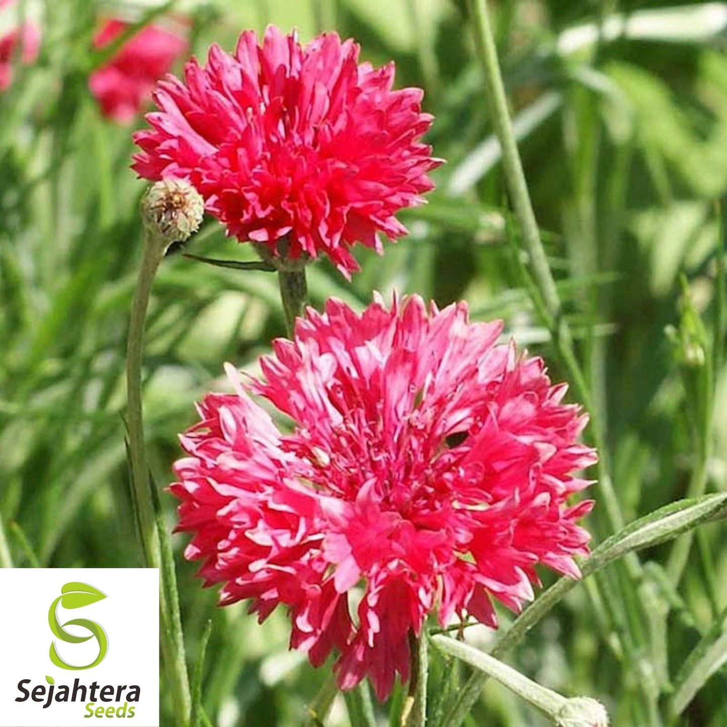 Tall Red Cornflower Bachelor Button Seeds 200+ | Vibrant Flower Garden USA