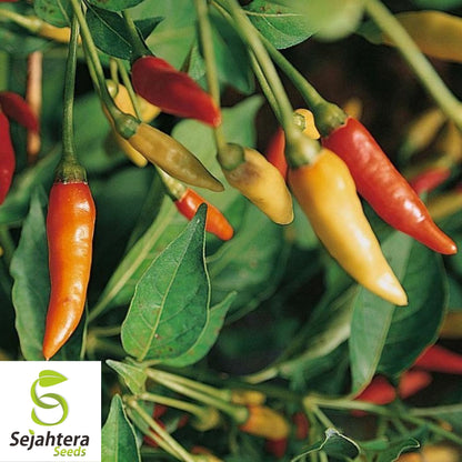 Tabasco Pepper Seeds 30+ | Spicy Hot Chile Pepper Sauce Vegetable Garden USA