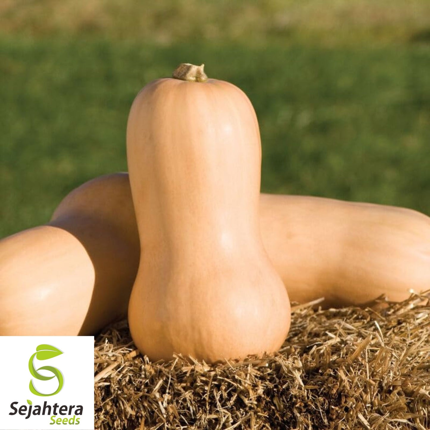 25 Butternut Waltham Squash Seeds - Winter Vegetable, Non-GMO, Sweet & Nutty