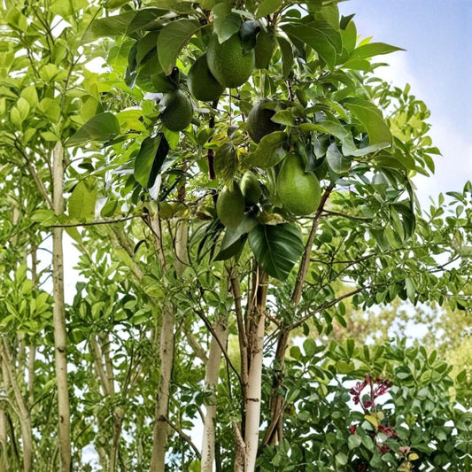 Avozilla Avocado Tree – World’s Largest Variety Grafted Live Plant | 3 Feet Tall | Organic & Naturally Grown  Rare Giant Avocado | Non GMO | Collector Favorite