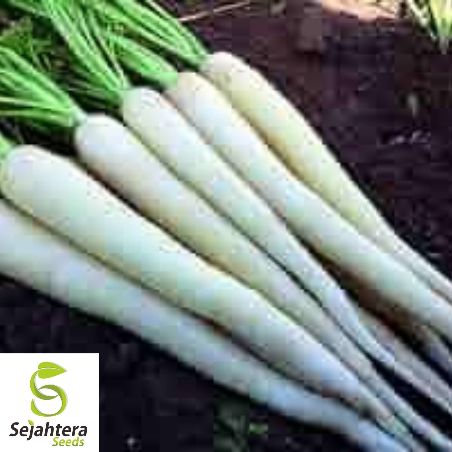 Lunar White Carrot Seeds 400+ | Heirloom Vegetable Garden NON-GMO USA