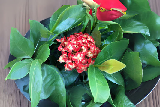 Maui Tricolor Ixora Live Plant - 4-inch Root Zone, Orange Red Yellow Blooms, Ixora coccinea 'Maui' for Tropical Gardens