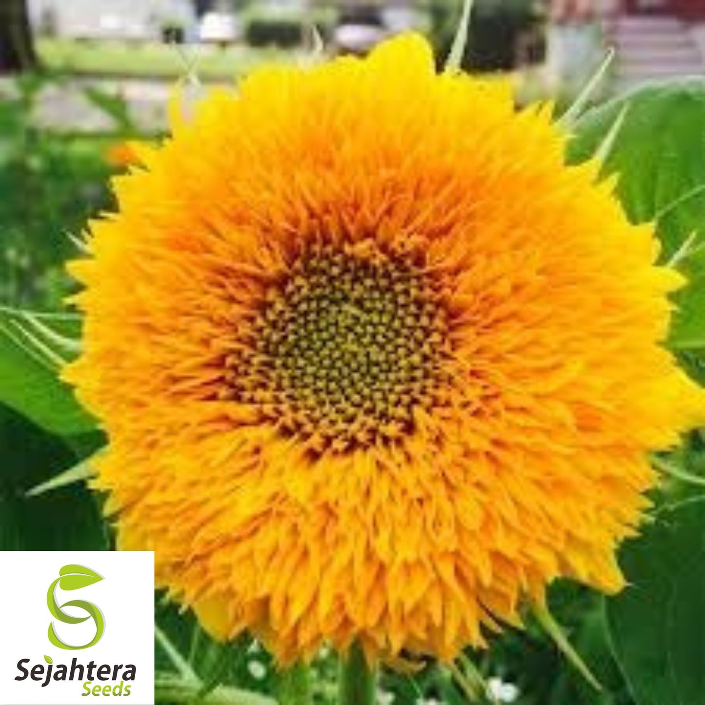 Double Dwarf Sunflower Seeds - 25+ Teddy Bear Sungold, Fresh & Compact Blooms