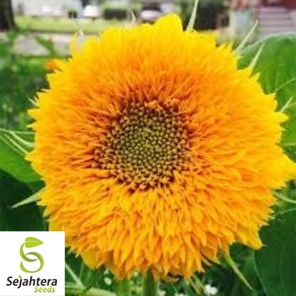 Double Dwarf Sunflower Seeds - 25+ Teddy Bear Sungold, Fresh & Compact Blooms