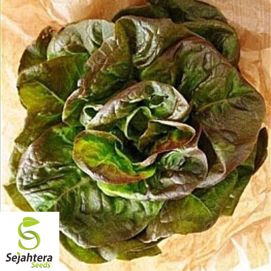 1000 Prizehead Lettuce Seeds - Non-GMO, Crisp & Tender Greens