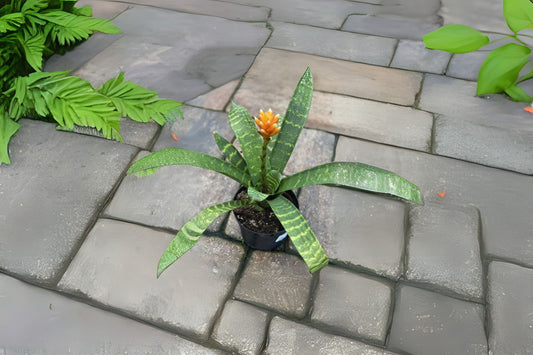 Bromeliad Guzmania Musaica Plant - Green Foliage with Orange and Yellow Inflorescence - Guzmania Musaica