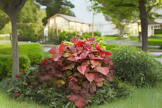 Copper Leaf Plant Starter - Acalypha Macrophylla - Colorful Pink, Peach, Bronze Leaves - Indoor/Outdoor Houseplant, Heirloom Variety