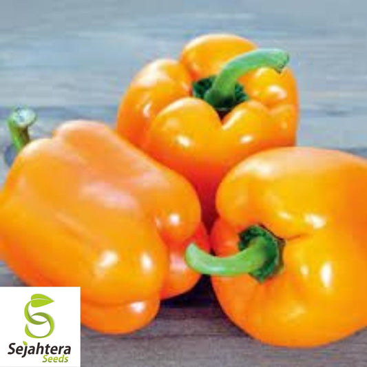 Sunbright Yellow Bell Pepper Seeds 25+ | Heirloom NON-GMO Vegetable USA