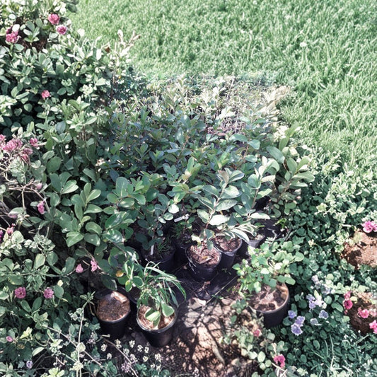 Ổi Nữ Hoàng – Queen Guava – Psidium guajava Live Fruit Tree | 2 Feet Tall | Includes 3 Gallon Nursery Pot  Sweet Aromatic Fruit | Fast Growing | Tropical Backyard Favorite