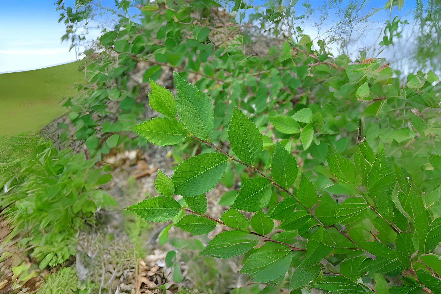 Asiatic Elm Chinese Dwarf Siberian Elm (Ulmus pumila)