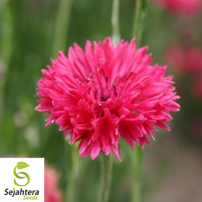 Tall Red Cornflower Bachelor Button Seeds 200+ | Vibrant Flower Garden USA