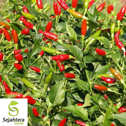 Tabasco Pepper Seeds 30+ | Spicy Hot Chile Pepper Sauce Vegetable Garden USA