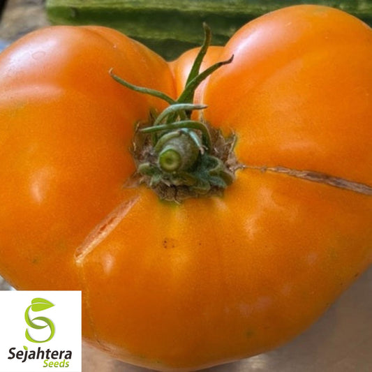30 Dr. Wyche's Yellow Beefsteak Tomato Seeds - Non-GMO, Sweet & Juicy Heirloom