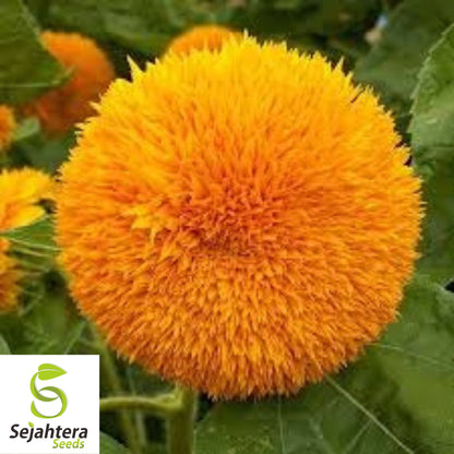 Double Dwarf Sunflower Seeds - 25+ Teddy Bear Sungold, Fresh & Compact Blooms