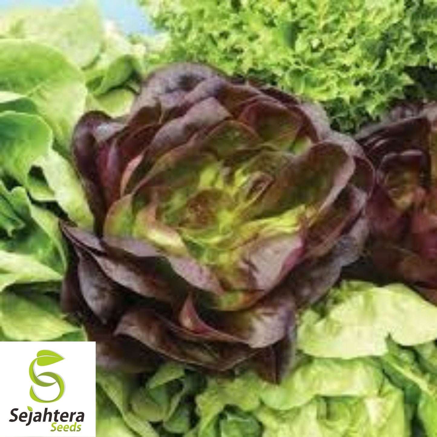 1000 Prizehead Lettuce Seeds - Non-GMO, Crisp & Tender Greens