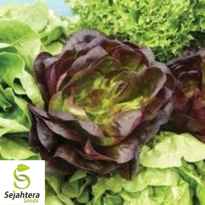 1000 Prizehead Lettuce Seeds - Non-GMO, Crisp & Tender Greens