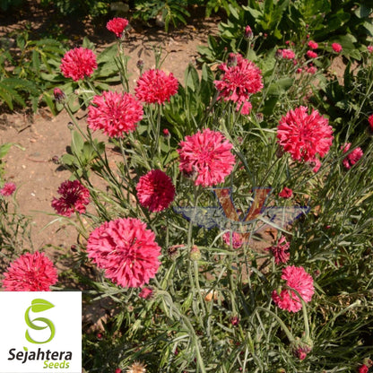 Tall Red Cornflower Bachelor Button Seeds 200+ | Vibrant Flower Garden USA