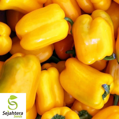 Sunbright Yellow Bell Pepper Seeds 25+ | Heirloom NON-GMO Vegetable USA