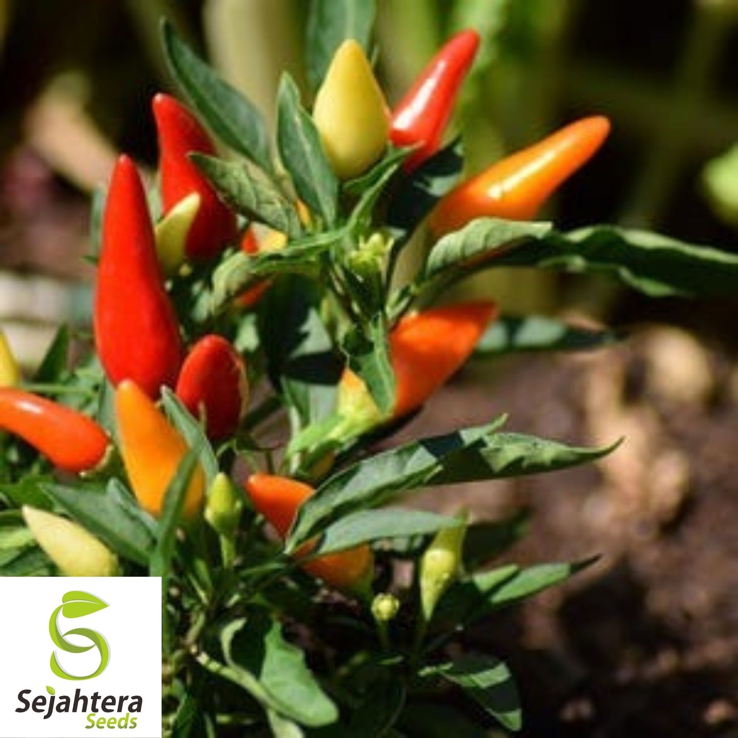 Tabasco Pepper Seeds 30+ | Spicy Hot Chile Pepper Sauce Vegetable Garden USA