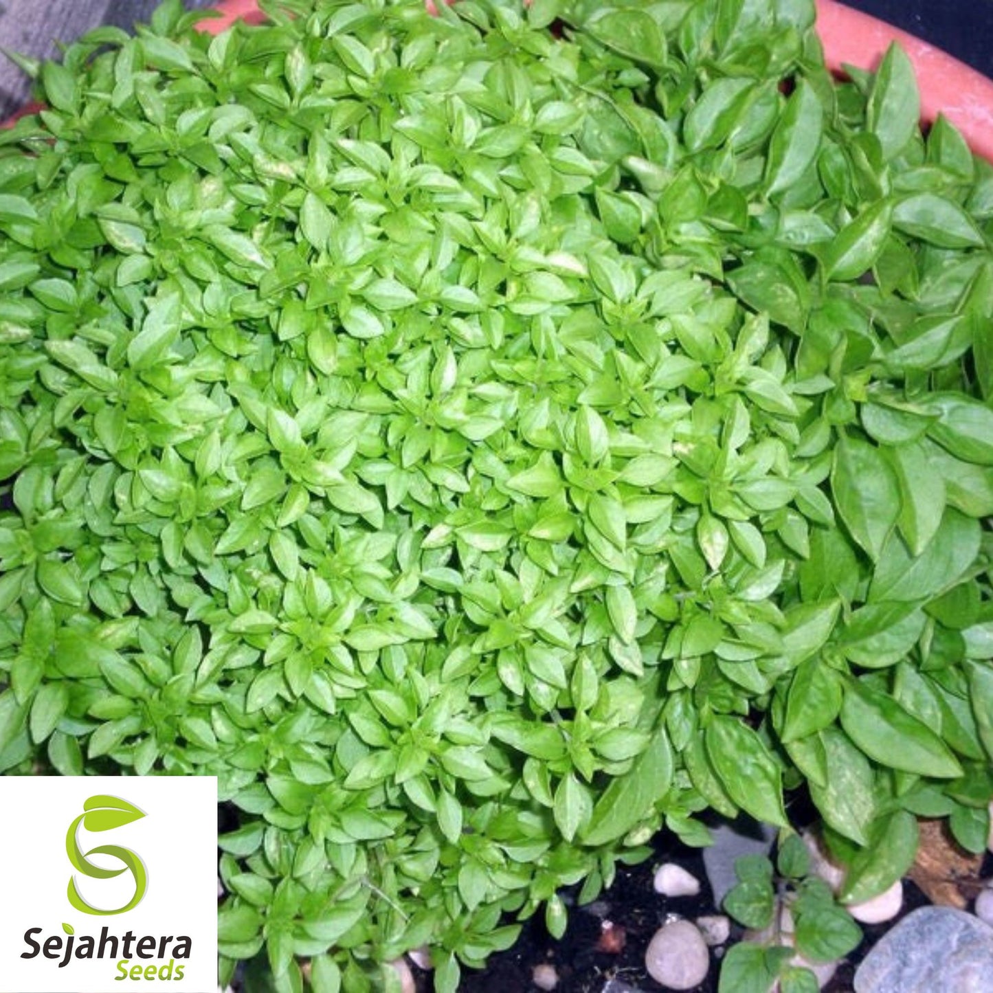 200 Spicy Globe Basil Seeds - Non-GMO, Aromatic & Compact Herb Variety