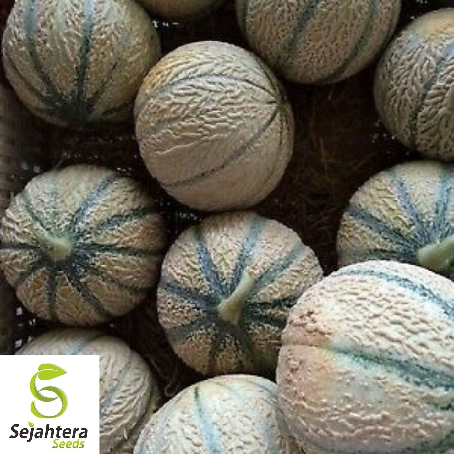 Hearts of Gold Cantaloupe Seeds 50+ | Heirloom Melon Fruit NON-GMO USA