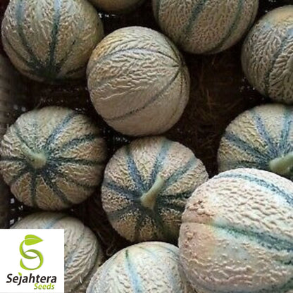 Hearts of Gold Cantaloupe Seeds 50+ | Heirloom Melon Fruit NON-GMO USA