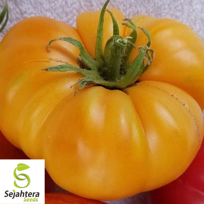 30 Dr. Wyche's Yellow Beefsteak Tomato Seeds - Non-GMO, Sweet & Juicy Heirloom