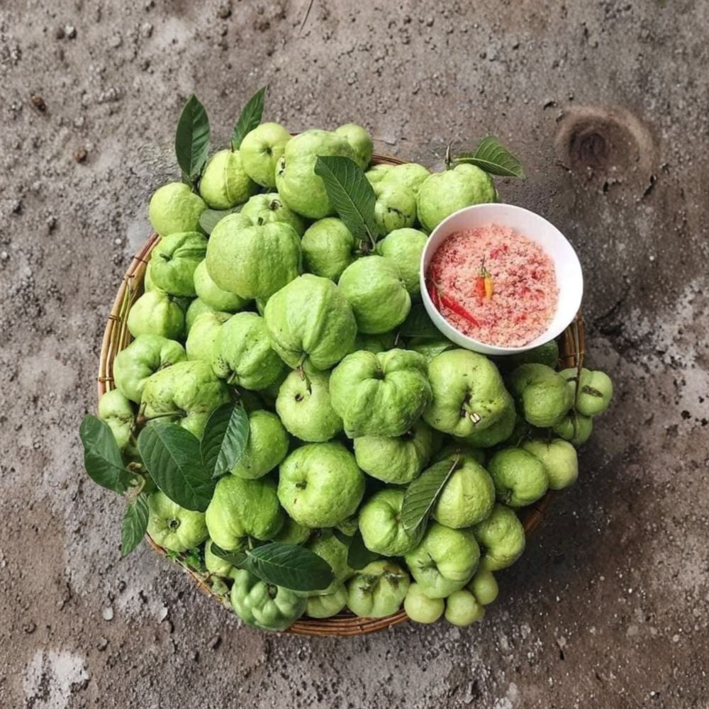 Ổi Nữ Hoàng – Queen Guava – Psidium guajava Live Fruit Tree | 2 Feet Tall | Includes 3 Gallon Nursery Pot  Sweet Aromatic Fruit | Fast Growing | Tropical Backyard Favorite