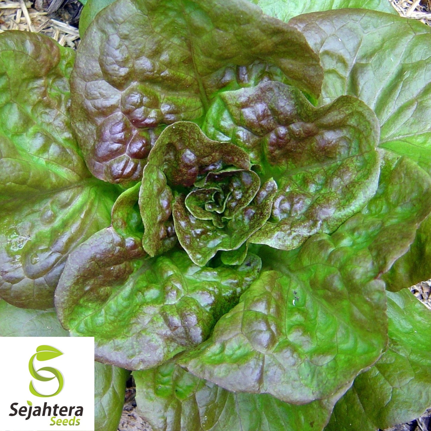 1000 Prizehead Lettuce Seeds - Non-GMO, Crisp & Tender Greens