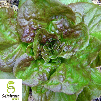 1000 Prizehead Lettuce Seeds - Non-GMO, Crisp & Tender Greens