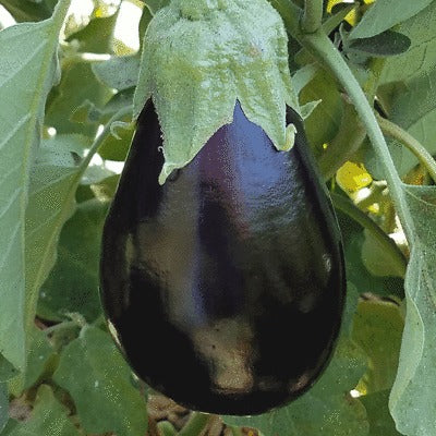 200+ Black Beauty Eggplant Seeds - Heirloom, Non-GMO & Classic Variety