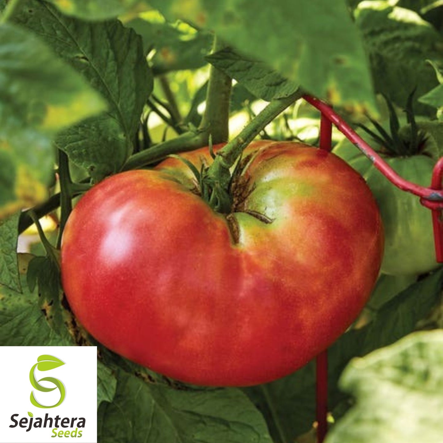 50 Pink Brandywine Tomato Seeds - Non-GMO Heirloom Beefsteak Variety