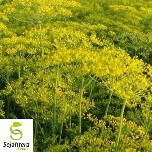500+ Dill Dukat Seeds - Non-GMO, Anethum Graveolens, Culinary Herb & Spice