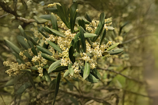 Canino Olive Common Edible Olive (Olea europaea var. europaea 'CANINO')