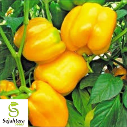 Sunbright Yellow Bell Pepper Seeds 25+ | Heirloom NON-GMO Vegetable USA