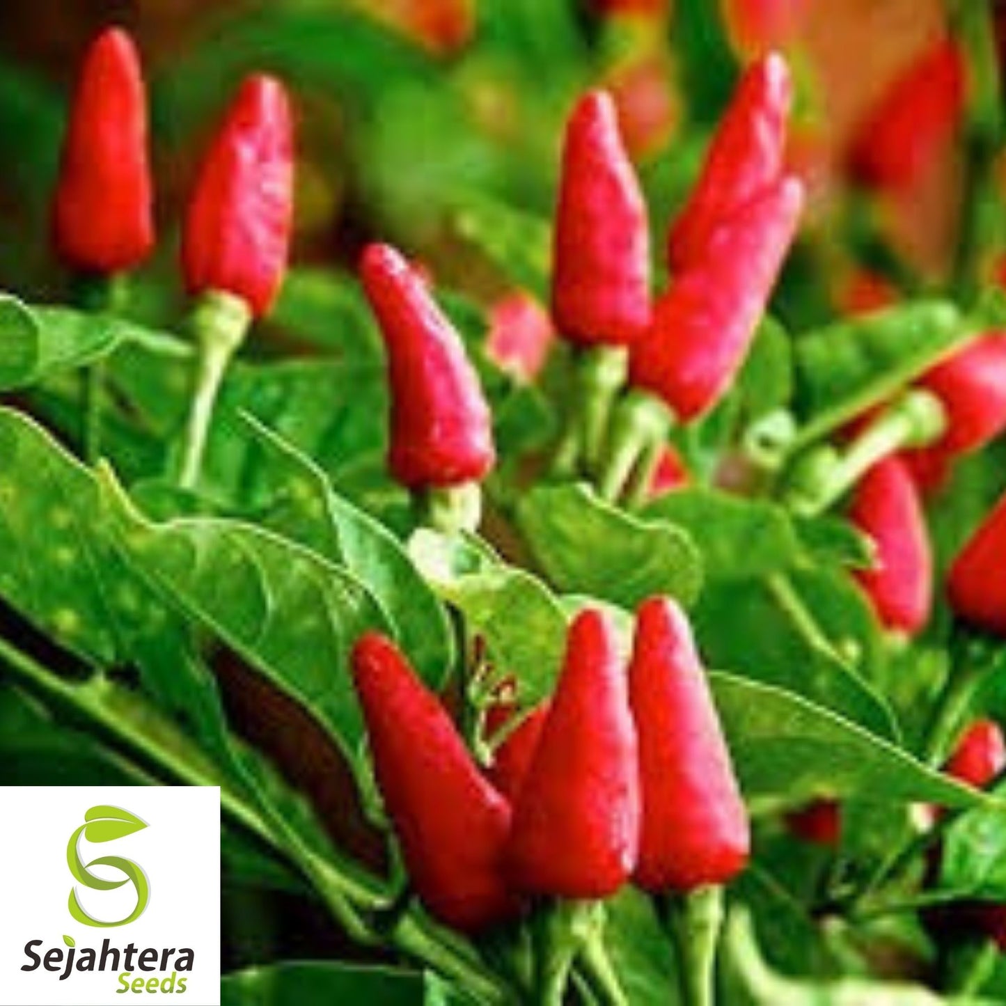 Tabasco Pepper Seeds 30+ | Spicy Hot Chile Pepper Sauce Vegetable Garden USA