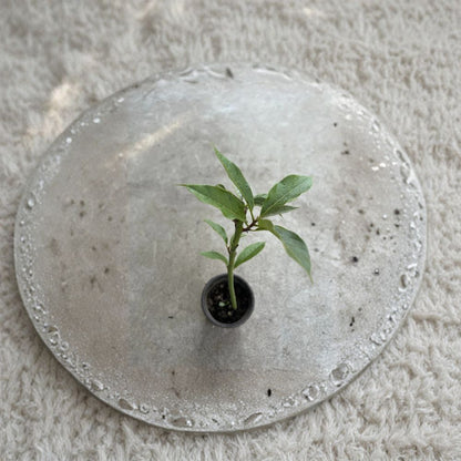 Avocado Fruit Tree – 17” Trimmed Live Seedling Ready to Plant | Healthy Rooted Starter Tree  Fresh Green Foliage | Perfect for Home Gardens & Containers