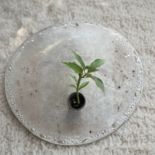 Avocado Fruit Tree – 17” Trimmed Live Seedling Ready to Plant | Healthy Rooted Starter Tree  Fresh Green Foliage | Perfect for Home Gardens & Containers