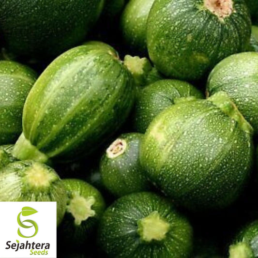 Squash Zucchini Round Seeds 25+ | Summer Vegetable NON-GMO USA