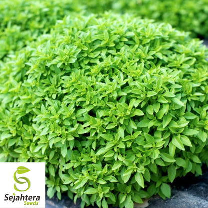 200 Spicy Globe Basil Seeds - Non-GMO, Aromatic & Compact Herb Variety