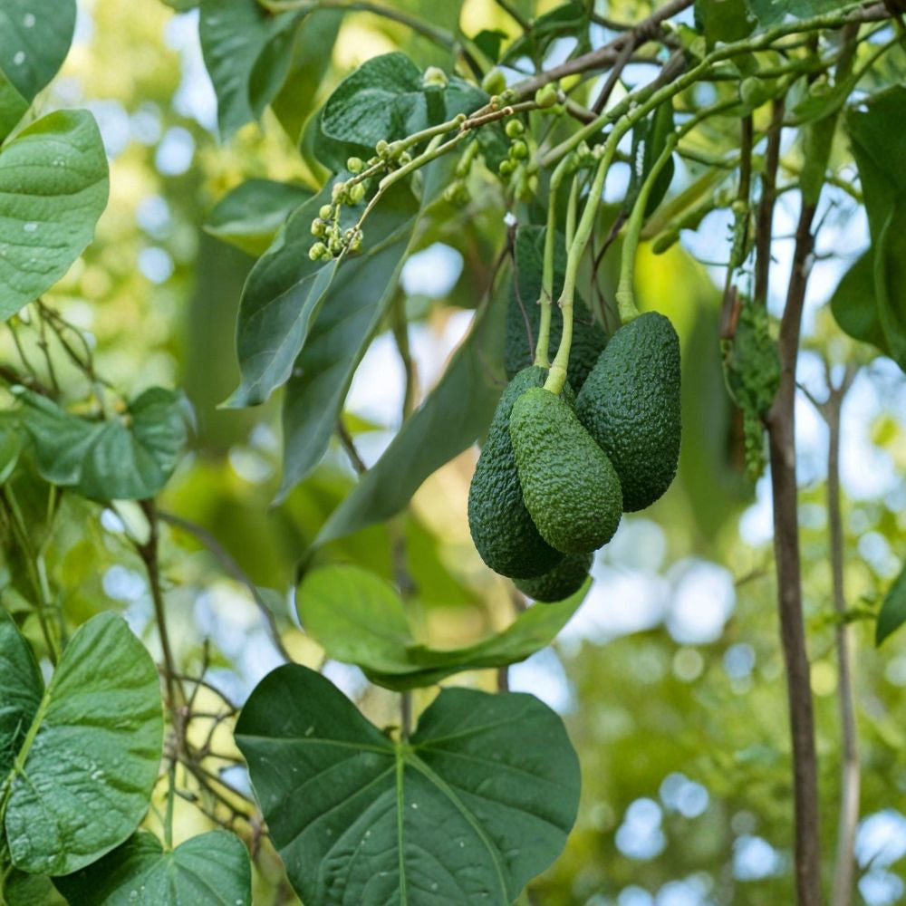 Avocado Fruit Tree – 17” Trimmed Live Seedling Ready to Plant | Healthy Rooted Starter Tree  Fresh Green Foliage | Perfect for Home Gardens & Containers