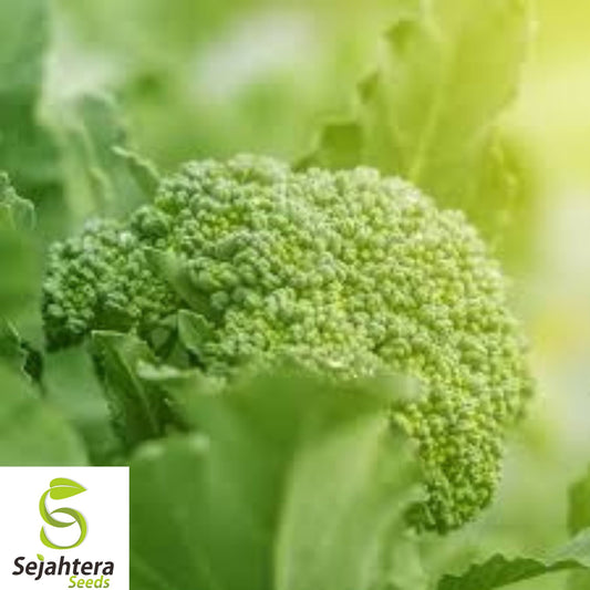 1000+ Waltham 29 Broccoli Seeds - Heirloom, Organic, Non-GMO, Cold-Hardy & Fresh