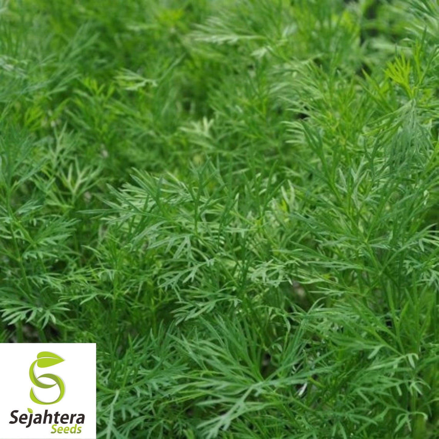 500+ Dill Dukat Seeds - Non-GMO, Anethum Graveolens, Culinary Herb & Spice