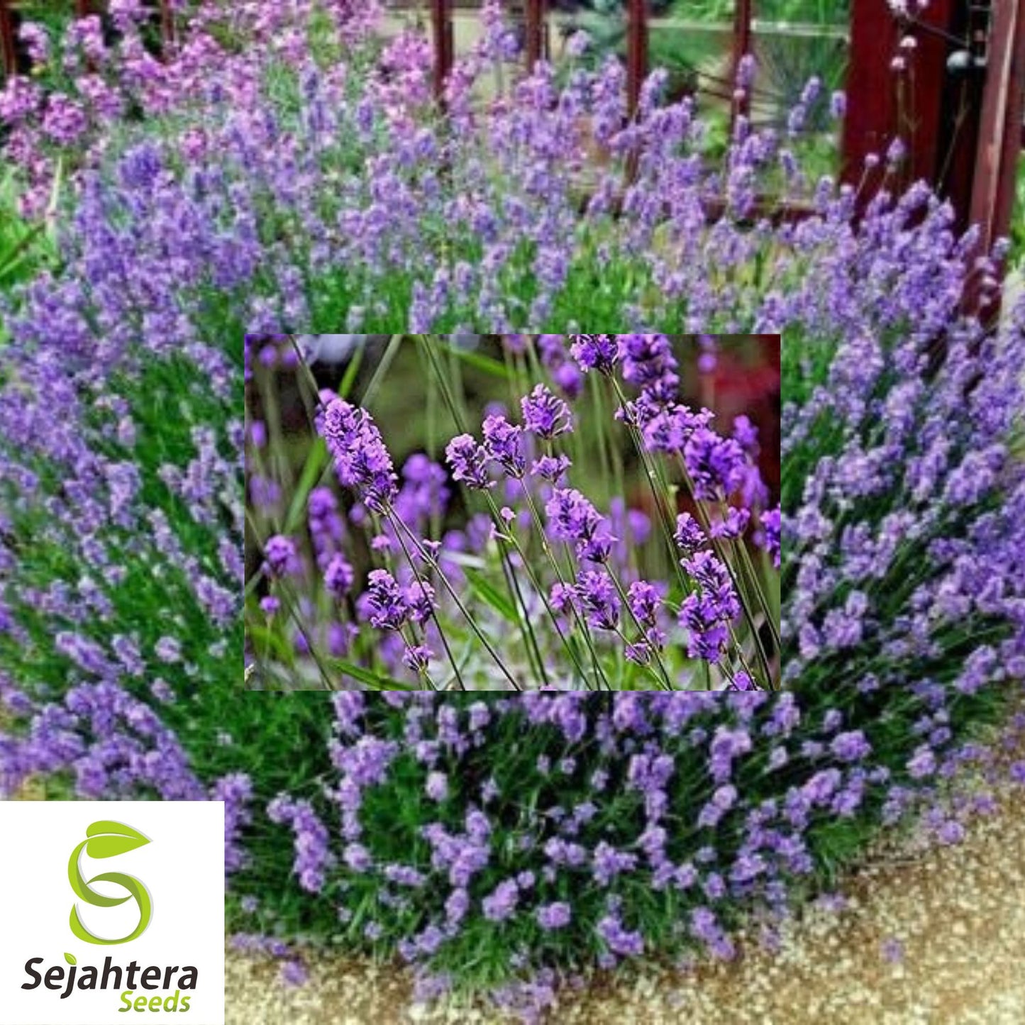 Lavender Vera Seeds - 1000+ Heirloom - Highly Fragrant & Medicinal Herb