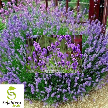 Lavender Vera Seeds - 1000+ Heirloom - Highly Fragrant & Medicinal Herb