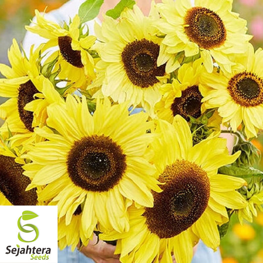 80+ Lemon Queen Sunflower Seeds - Tall, Yellow Blooms, Heirloom, Non-GMO