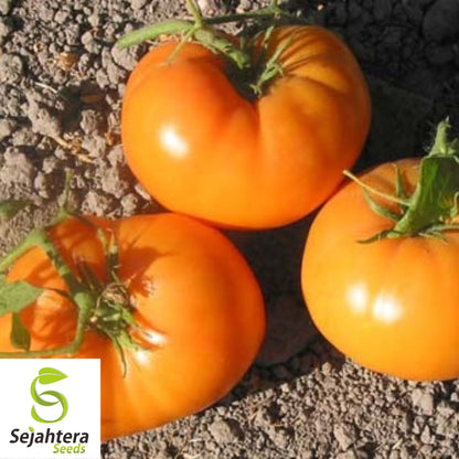 30 Dr. Wyche's Yellow Beefsteak Tomato Seeds - Non-GMO, Sweet & Juicy Heirloom