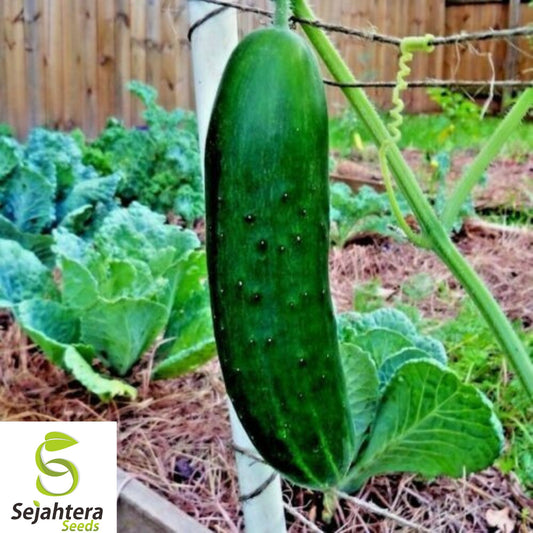 120+ Parisian Gherkin Cucumber Seeds - AAS Winner, Heirloom, Non-GMO, Crisp Pickles