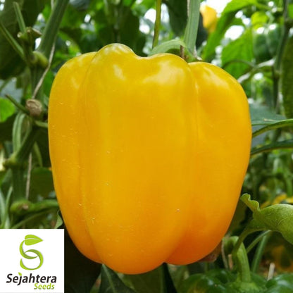 Sunbright Yellow Bell Pepper Seeds 25+ | Heirloom NON-GMO Vegetable USA