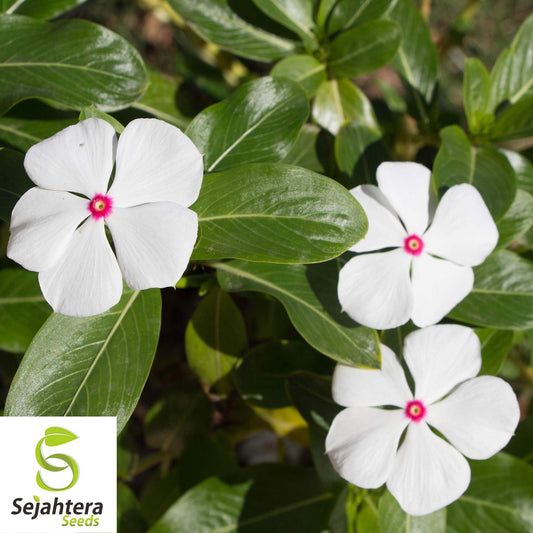 100+ Dwarf White Periwinkle Seeds {Vinca Little Blanche} Ground Cover